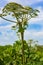 Poisonous blooming giant weed hogweed