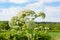 Poisonous blooming giant weed hogweed