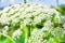 Poisonous blooming giant weed hogweed