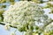 Poisonous blooming giant weed hogweed