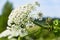 Poisonous blooming giant weed hogweed