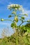 Poisonous blooming giant weed hogweed