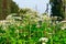 Poisonous blooming giant weed hogweed