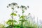 Poisonous blooming giant weed hogweed