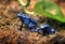 Poisonous Blue Frogs