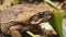 Poisonous brown toad resting on dry soil