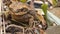 Poisonous brown toad resting on dry soil