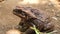 Poisonous brown toad resting on dry soil