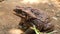 Poisonous brown toad resting on dry soil