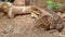 Poisonous brown toad resting on dry soil