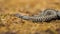 Poisonous common viper crawling on the ground in autumn.