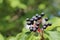 Poisonous dark buckthorn berries