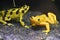 Poisonous Dart Frog