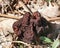 Poisonous False Morel Mushroom