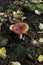 Poisonous Fly Agaric Amanita muscaria toadstool fungus with red cap growing amongst the fallen leaves