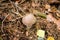 Poisonous fly agaric among fallen leaves. Panthercap in the deciduous forest. Mushroom-Amanita pantherina.