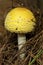 Poisonous fly agaric mushroom in Wilmot, New Hampshire.