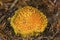 Poisonous fly agaric mushroom in Wilmot, New Hampshire.