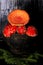 Poisonous fly agaric mushrooms in a vintage gray cast iron pot on a black wooden background ingredient for magic potions