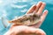 Poisonous Fugu fish is lying on the palm of the hand close-up, the Gulf of Thailand.