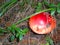 Poisonous fungi insecticides. Toadstool Amanita muscaria.