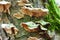 Poisonous fungus or mold or disease pest of the bark of a tree trunk in a forest