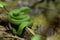 Poisonous green snake with big head and brown tail lying on tree root near stream ready to bite