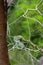 Poisonous Green snake sitting on a branch