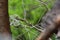 Poisonous Green snake sitting on a branch