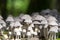 Poisonous and hallucinogenic mushrooms.There are many mycena fungi growing in the forest glade, and there is a danger of poisoning