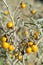 Poisonous Horsenettle, Solanum carolinense -portrait-