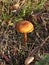 Poisonous inedible mushrooms fungus