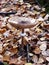Poisonous inedible mushrooms fungus