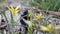 Poisonous insect European oil beetle Meloe proscarabaeus eating yellow spring flower Gagea lutea. Macro close-up shot