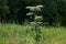 Poisonous invasive weed Sosnovsky hogweed in the meadow