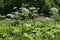 Poisonous invasive weed Sosnovsky hogweed in the meadow