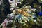 Poisonous lionfish on coral in blue water sea