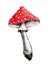 Poisonous mushroom