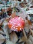 Poisonous mushroom. Amanita in the forest. Red mushroom Amanita in the forest. Mushrooms in the fall.