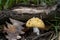 Poisonous mushroom Amanita gemmata growing in the oak forest. Alson known as gemmed Amanita or the jonquil Amanita.