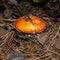 Poisonous mushroom amanita in a pine forest.