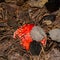 Poisonous mushroom amanita in a pine forest.