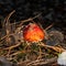 Poisonous mushroom amanita in a pine forest.