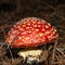 Poisonous mushroom amanita in a pine forest.