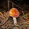 Poisonous mushroom amanita in a pine forest.