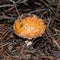 Poisonous mushroom amanita in a pine forest.