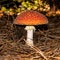 Poisonous mushroom amanita in a pine forest.