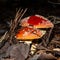 Poisonous mushroom amanita in a pine forest.