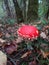 Poisonous mushroom in automn, french forest