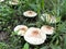 Poisonous mushroom Chlorophyllum molybdites natural blooming white flowers in grass field ,Thailand